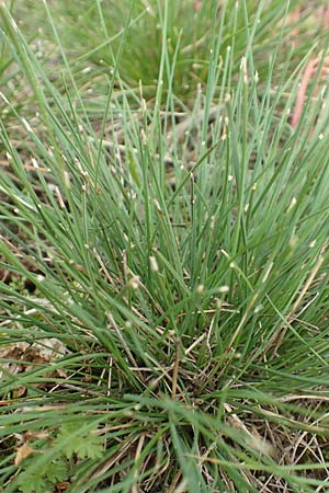 Festuca ovina agg. \ Schaf-Schwingel / Sheep Fescue, D Mannheim 20.9.2017