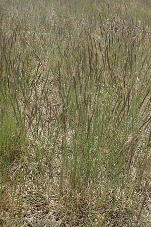 Festuca rubra agg. \ Gew�hnlicher Rot-Schwingel / Creeping Red Fescue, D Mannheim 3.5.2018