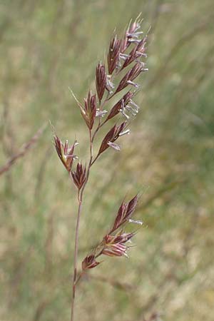 Festuca rubra agg. \ Gew�hnlicher Rot-Schwingel / Creeping Red Fescue, D Mannheim 3.5.2018