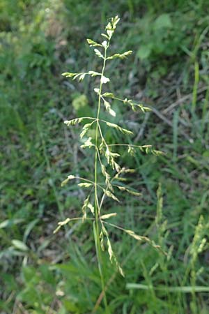 Poa trivialis, Rough Blue Grass