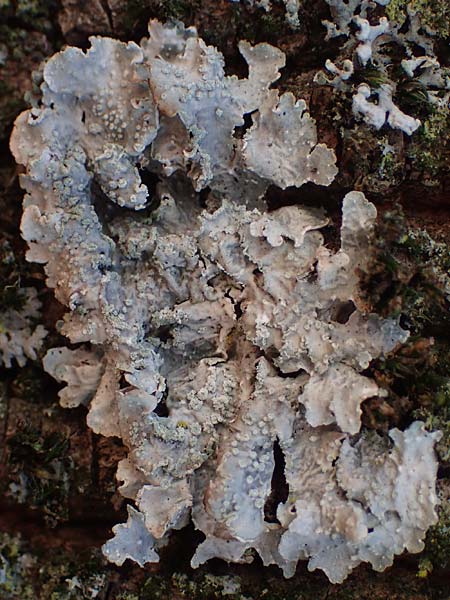 Flavoparmelia soredians ? \ Mehlige Schl�sselflechte / Sorediate Greenshield Lichen, D D&uuml;sseldorf 11.3.2022