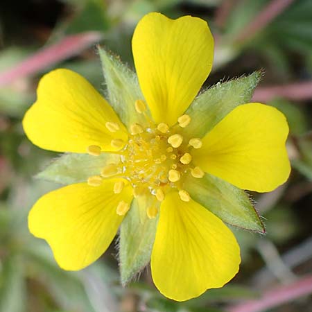 Potentilla verna \ Fr�hlings-Fingerkraut / Spring Cinquefoil, D Weinheim an der Bergstra&szlig;e 31.3.2020