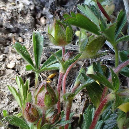 Potentilla verna \ Fr�hlings-Fingerkraut / Spring Cinquefoil, D Weinheim an der Bergstra&szlig;e 31.3.2020