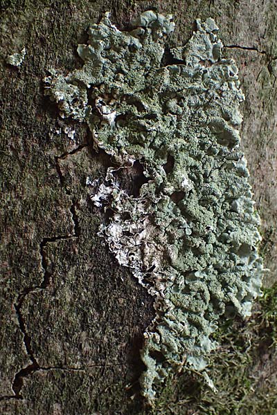 Melanohalea laciniatula ? \ Braunblattflechte / Melanohalea, D Bochum 9.8.2021