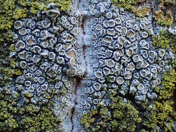 Lecanora dispersa ? \ Zerstreute Kuchenflechte / Mortar Rim Lichen, D D&uuml;sseldorf 11.3.2022