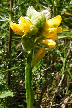 Genista sagittalis \ Fl�gel-Ginster / Pennate Greenweed, D Fridingen 3.6.2015