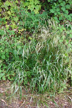 Festuca gigantea \ Riesen-Schwingel / Giant Fescue, D Weinheim an der Bergstra&szlig;e 20.7.2015