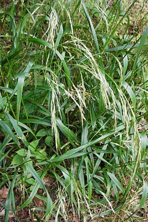 Festuca gigantea \ Riesen-Schwingel / Giant Fescue, D Weinheim an der Bergstra&szlig;e 20.7.2015