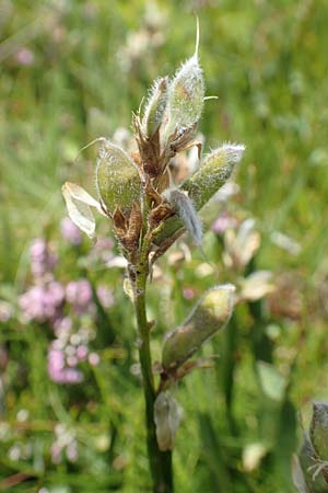 Genista sagittalis \ Fl�gel-Ginster / Pennate Greenweed, D Schwarzwald/Black-Forest, Belchen 22.7.2017