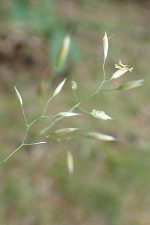 Deschampsia flexuosa \ Draht-Schmiele / Wavy Hair Grass, D Bad D&uuml;rkheim 1.6.2018