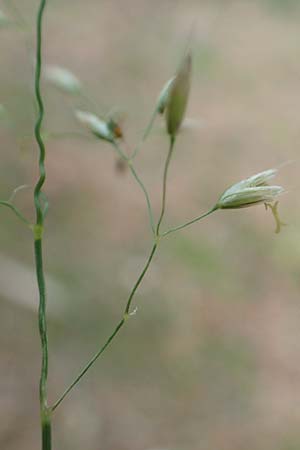 Deschampsia flexuosa \ Draht-Schmiele / Wavy Hair Grass, D Bad D&uuml;rkheim 1.6.2018