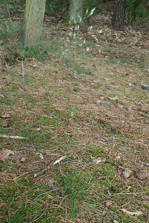 Deschampsia flexuosa \ Draht-Schmiele / Wavy Hair Grass, D Bad D&uuml;rkheim 1.6.2018