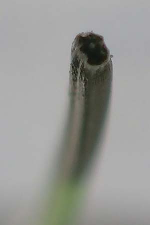 Deschampsia flexuosa \ Draht-Schmiele / Wavy Hair Grass, D Bad D&uuml;rkheim 1.6.2018