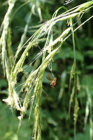 Festuca gigantea \ Riesen-Schwingel / Giant Fescue, D Neulu&szlig;heim 7.7.2018