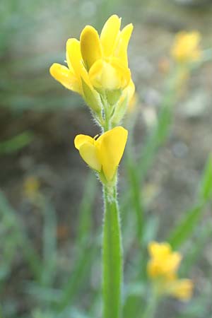 Genista sagittalis \ Fl�gel-Ginster / Pennate Greenweed, D Schriesheim 19.5.2020