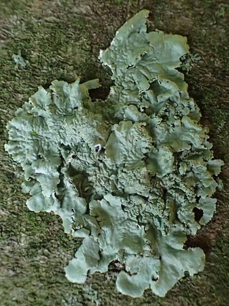 Flavoparmelia caperata ? \ Caperat-Schl�sselflechte / Common Greenshield Lichen, D Bochum 9.8.2021