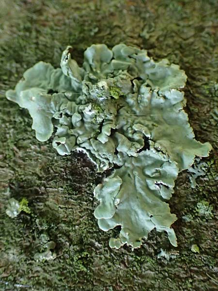 Flavoparmelia caperata ? \ Caperat-Schl�sselflechte / Common Greenshield Lichen, D Bochum 9.8.2021