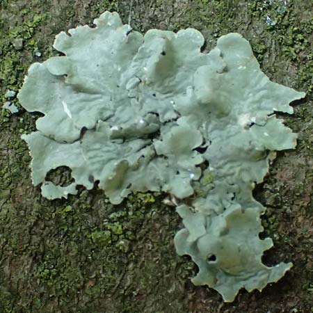 Flavoparmelia caperata ? \ Caperat-Schl�sselflechte / Common Greenshield Lichen, D Bochum 9.8.2021