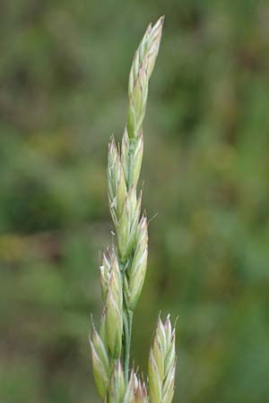 Festuca arundinacea \ Rohr-Schwingel / Tall Fescue, D Rauenberg 29.5.2022