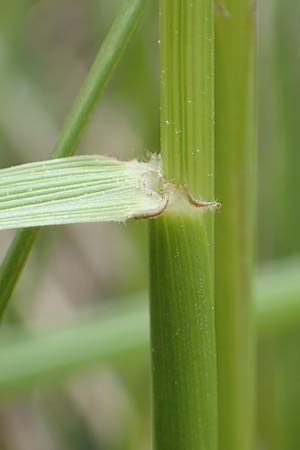 Festuca arundinacea \ Rohr-Schwingel / Tall Fescue, D Rauenberg 29.5.2022