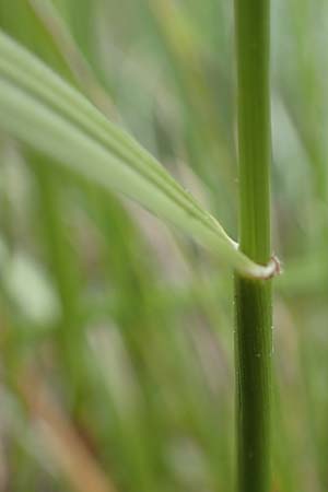 Festuca arundinacea \ Rohr-Schwingel / Tall Fescue, D Rauenberg 29.5.2022