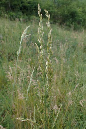 Festuca arundinacea \ Rohr-Schwingel / Tall Fescue, D Rauenberg 29.5.2022