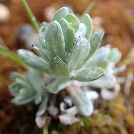 Filago arvensis / Field Cudweed, D St. Leon - Rot 23.3.2018