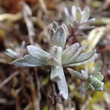 Filago arvensis / Field Cudweed, D St. Leon - Rot 23.3.2018