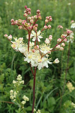 Filipendula ulmaria, Echtes M�des��