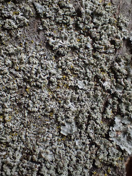 Parmotrema perlatum ? \ Breitlappige Schl�sselflechte / Black Stone Flower, D Bochum 9.8.2021