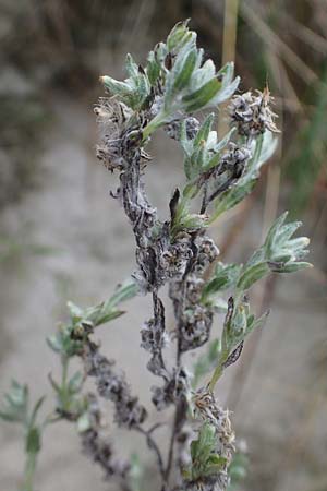 Filago arvensis / Field Cudweed, D Hohwacht 13.9.2021