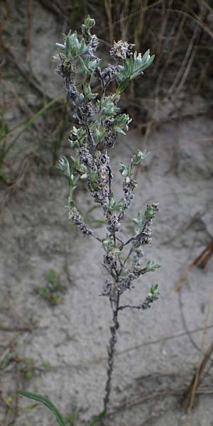 Filago arvensis / Field Cudweed, D Hohwacht 13.9.2021