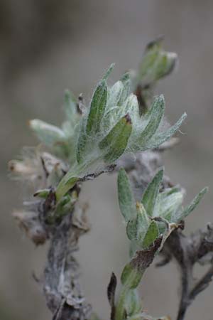 Filago arvensis / Field Cudweed, D Hohwacht 13.9.2021