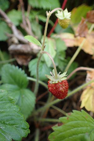 Fragaria iinumae x vesca \ Erdbeere 'Fontaine' / 'Fontaine' Strawberry, D Hagen 20.6.2022