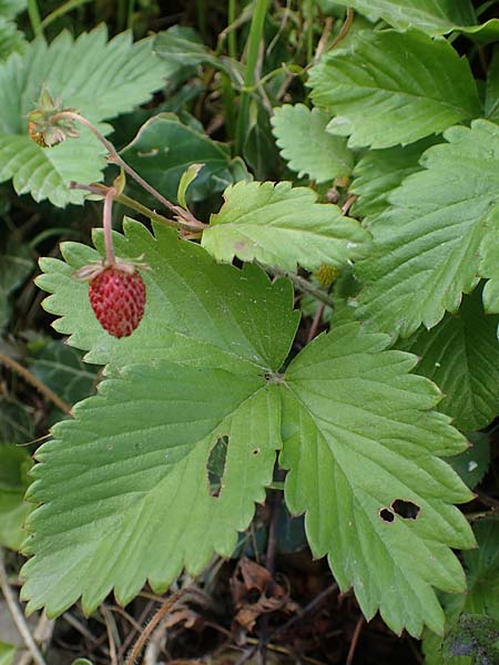 Fragaria iinumae x vesca \ Erdbeere 'Fontaine' / 'Fontaine' Strawberry, D Hagen 20.6.2022