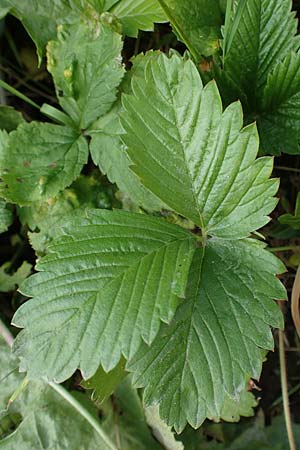 Fragaria iinumae x vesca \ Erdbeere 'Fontaine' / 'Fontaine' Strawberry, D Hagen 20.6.2022