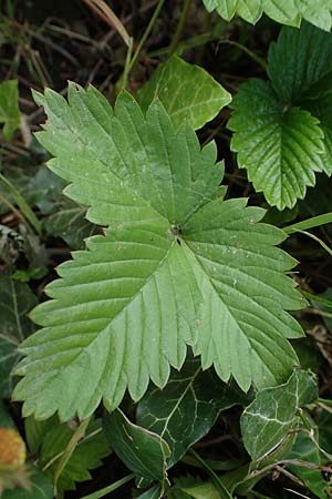 Fragaria iinumae x vesca \ Erdbeere 'Fontaine' / 'Fontaine' Strawberry, D Hagen 20.6.2022