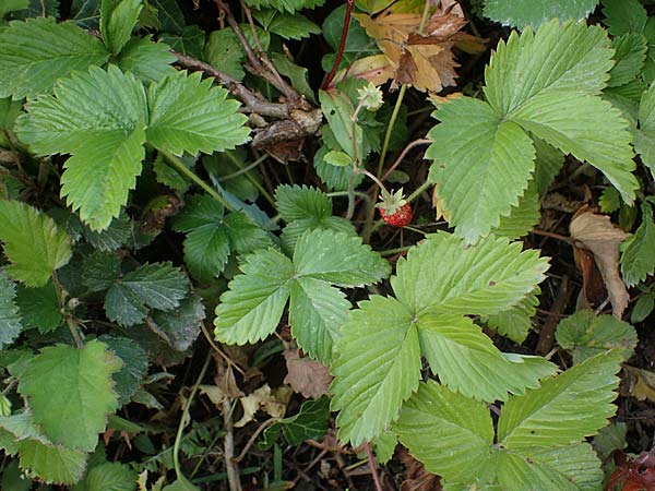 Fragaria iinumae x vesca \ Erdbeere 'Fontaine' / 'Fontaine' Strawberry, D Hagen 20.6.2022