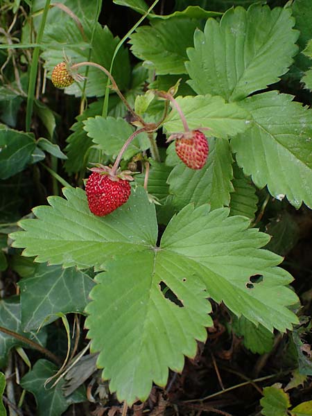 Fragaria iinumae x vesca \ Erdbeere 'Fontaine' / 'Fontaine' Strawberry, D Hagen 20.6.2022