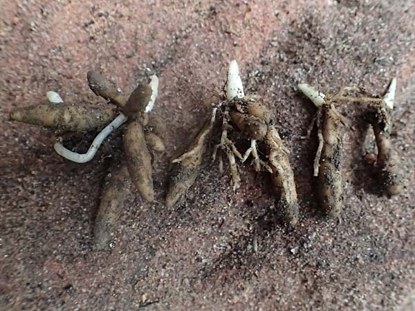 Ficaria verna \ Kn�llchen-Scharbockskraut / Lesser Celandine, D Ludwigshafen 31.10.2024