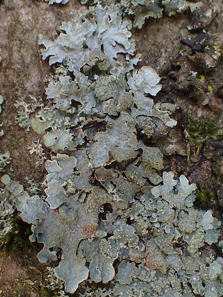 Melanohalea laciniatula ? \ Braunblattflechte / Melanohalea, D Bochum 9.8.2021