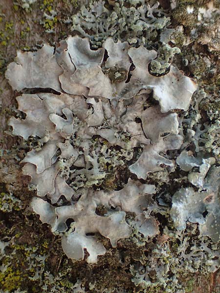 Melanohalea laciniatula ? \ Braunblattflechte / Melanohalea, D Bochum 9.8.2021