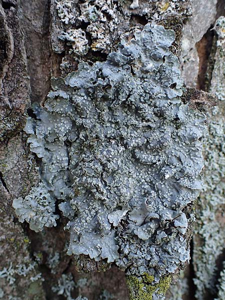 Punctelia subrudecta \ Gefleckte Punktflechte / Speckled Punctelia, D D&uuml;sseldorf 11.3.2022