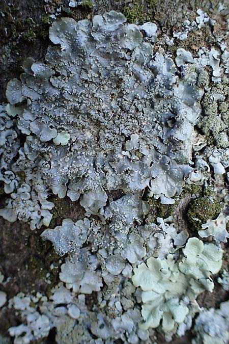 Flavoparmelia caperata ? \ Caperat-Schl�sselflechte / Common Greenshield Lichen, D D&uuml;sseldorf 11.3.2022