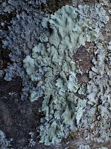 Punctelia subrudecta \ Gefleckte Punktflechte / Speckled Punctelia, D D&uuml;sseldorf 11.3.2022