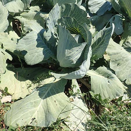 Brassica oleracea var. capitata \ Kopfkohl, Kraut / Cabbage, D Echterdingen 19.7.2018