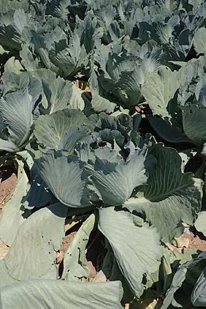 Brassica oleracea var. capitata \ Kopfkohl, Kraut / Cabbage, D Echterdingen 19.7.2018