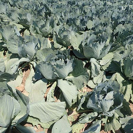 Brassica oleracea var. capitata \ Kopfkohl, Kraut / Cabbage, D Echterdingen 19.7.2018