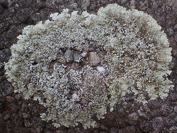 Punctelia jeckeri ? \ Krausbl�ttrige Punktflechte, Gro�lappige Punktflechte / Jecker's Punctelia, D Bochum 9.8.2021