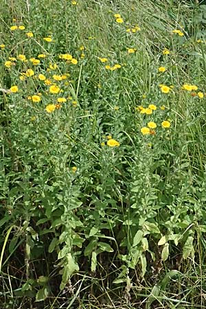 Pulicaria dysenterica \ Gro�es Flohkraut / Common Fleabane, D Pfalz,  Dannstadt 20.7.2023